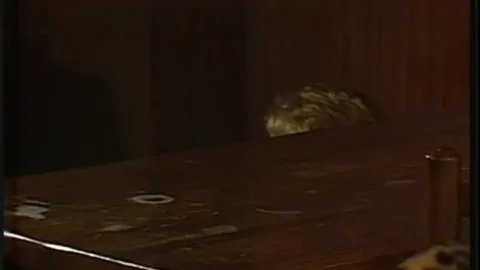 Belles De Reve (1983)